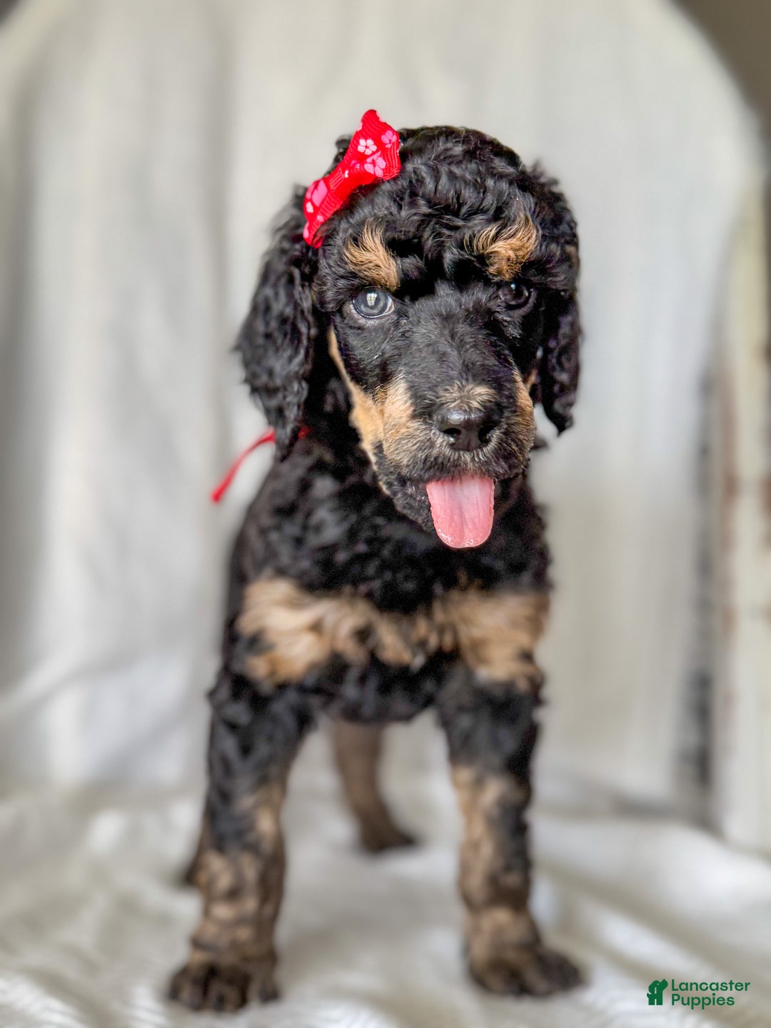 Standard Poodle dogs for sale: Standard Poodle Puppy 4 "lane" - Ad 1