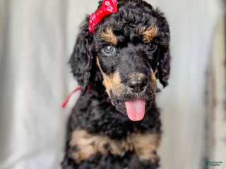 Standard Poodle dogs Standard Poodle Puppy 4 "lane" - Ad 25