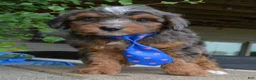 Mini Aussiedoodle dogs for sale: Mini Ace - Ad 11