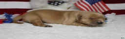Golden Retriever dogs for sale: Bagel  - Ad 9