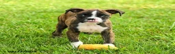 Boxer dogs for sale: Sadie - Ad 3