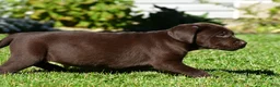 Labrador Retriever dogs for sale: Charles - Ad 5