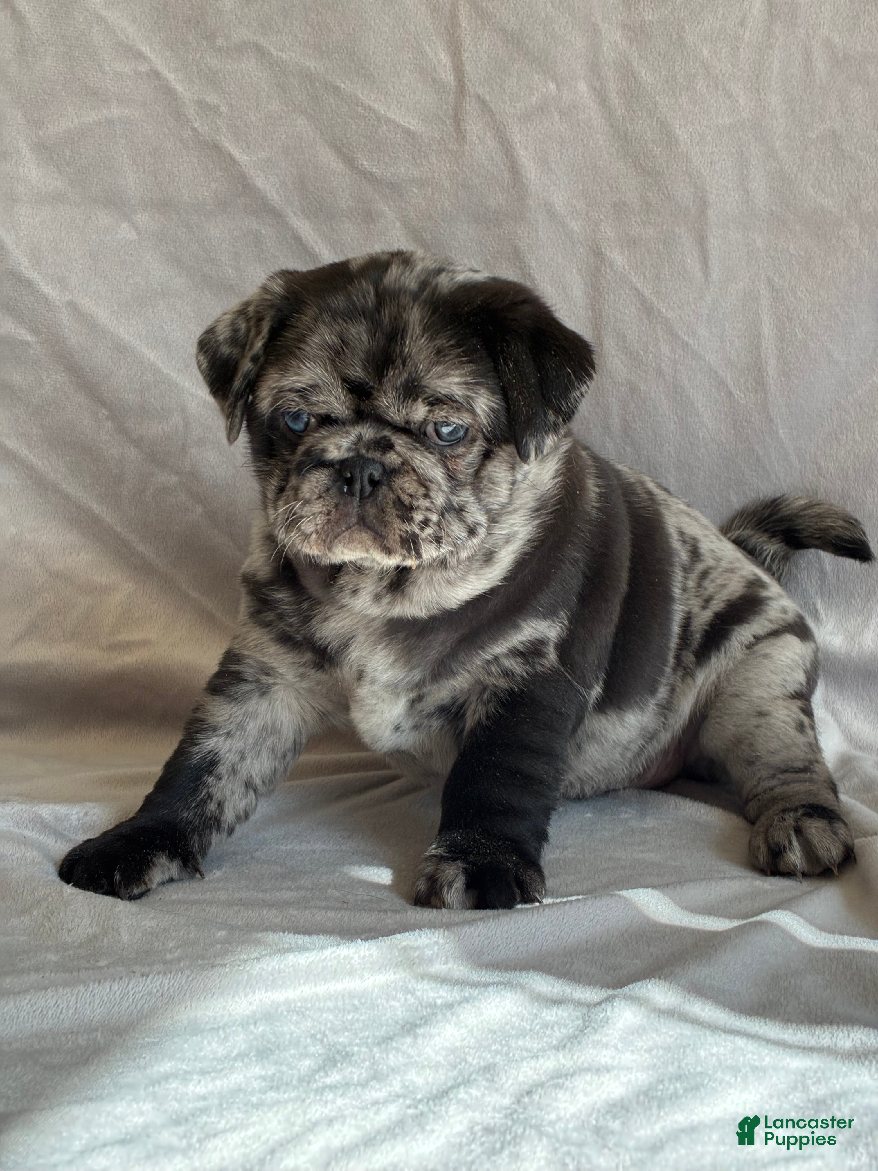 Pug dogs Tucker - Ad 2