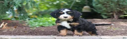Mini Bernedoodle dogs for sale: Teddy - Ad 3
