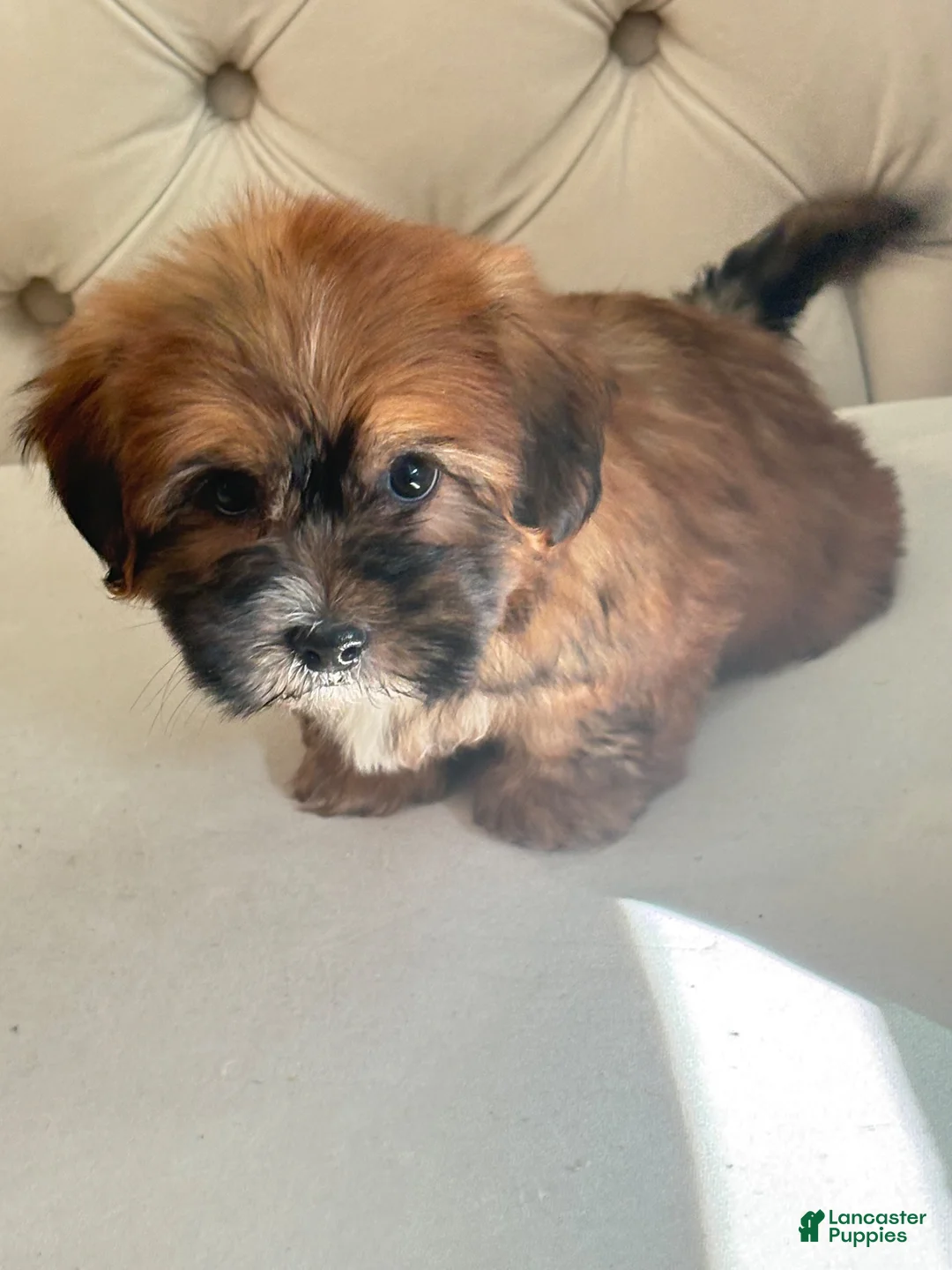 Shorkie dogs for sale: Shorkie 1 - Ad 1