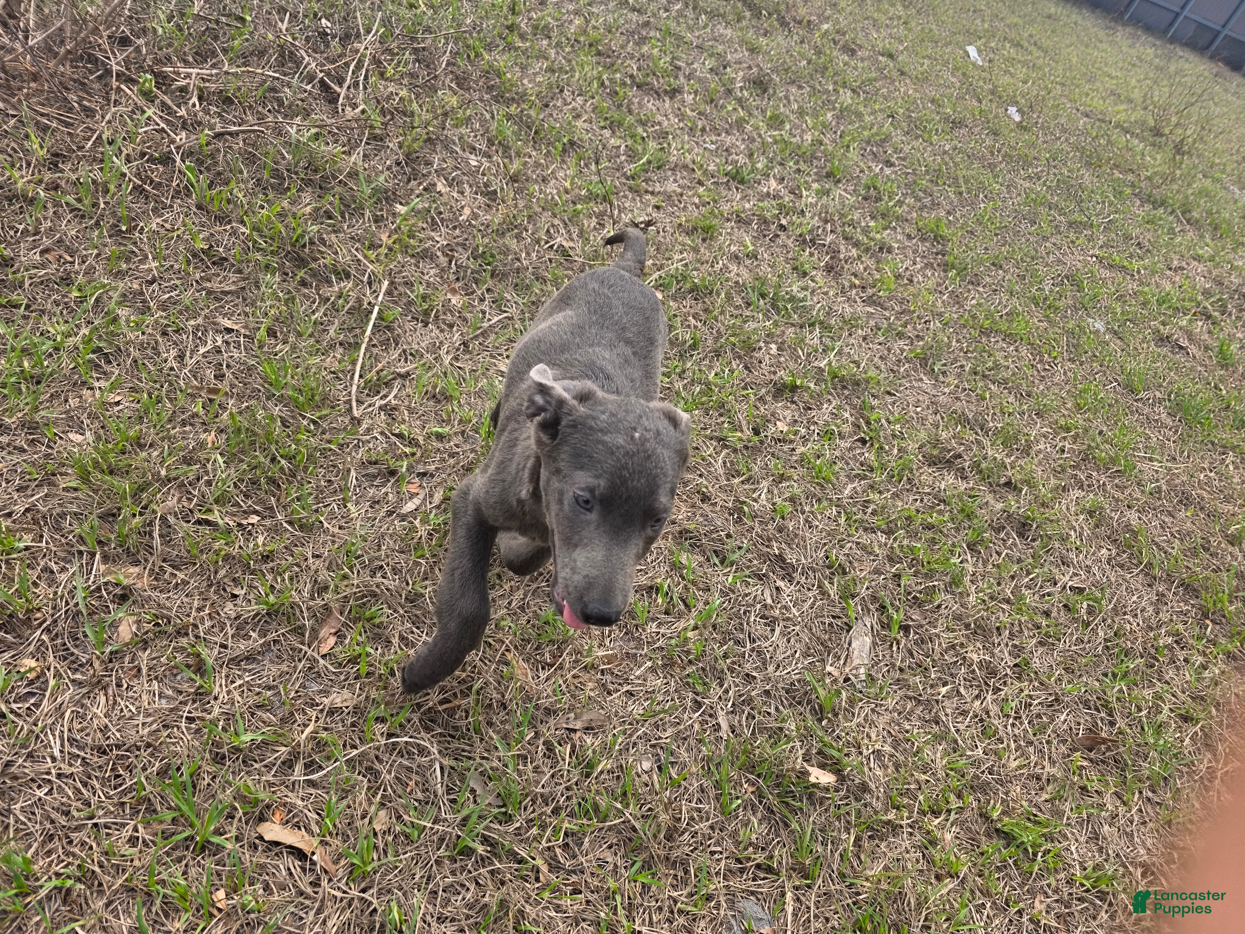 Labrador Retriever dogs Labrador Retriever Puppy 4 - Ad 4