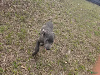 Labrador Retriever dogs for sale: Labrador Retriever Puppy 4 - Ad 2