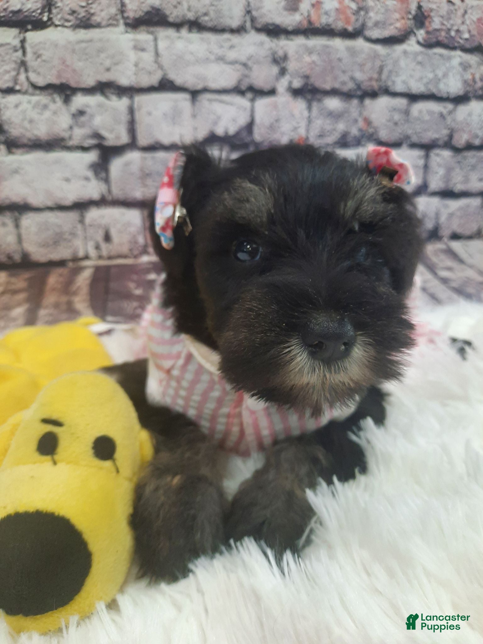 Miniature Schnauzer dogs AKC Bailey - Ad 2