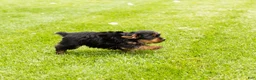 Yorkshire Terrier dogs for sale: Myran  - Ad 3
