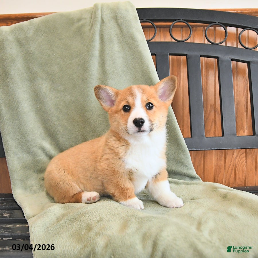 Welsh Corgi Pembroke dogs Tammie - Ad 1