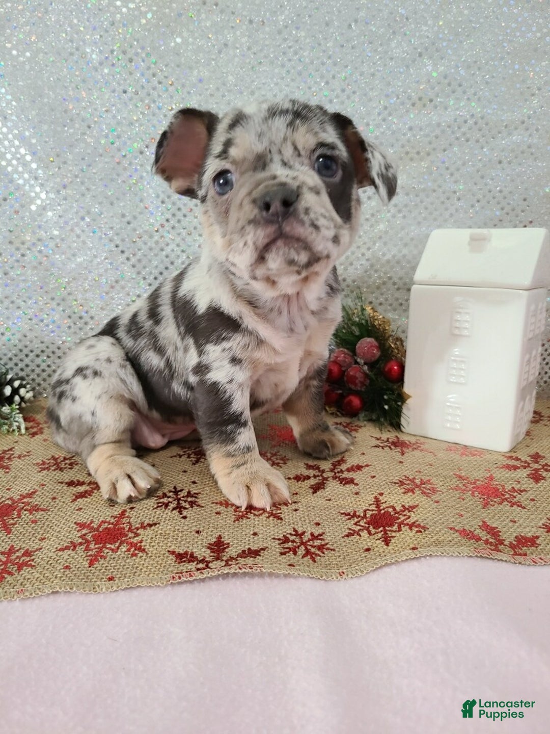French Bulldog dogs for sale: Spotty - Ad 6