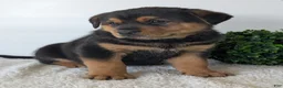 Mixed Breed dogs for sale: Phoenix  - Ad 15