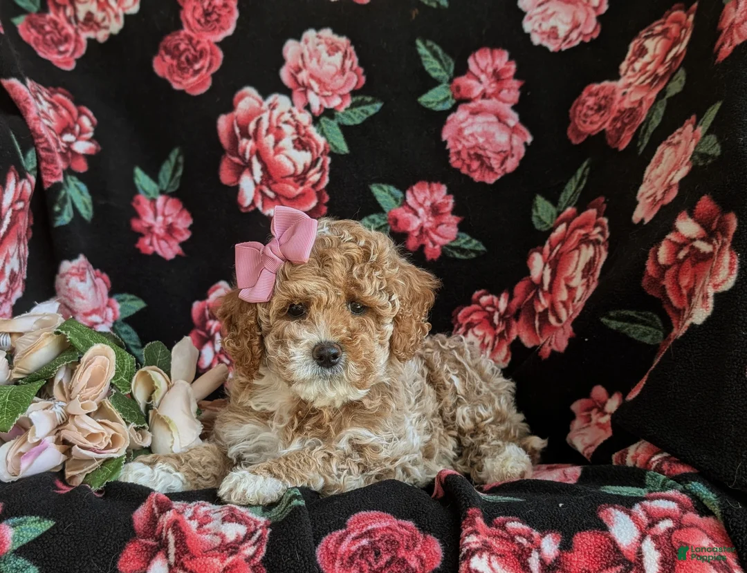 Cavapoo dogs for sale: Mallory Hypoallergenic - Ad 5