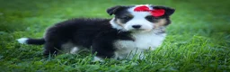 Mixed Breed dogs for sale: Goose🐾 - Ad 4