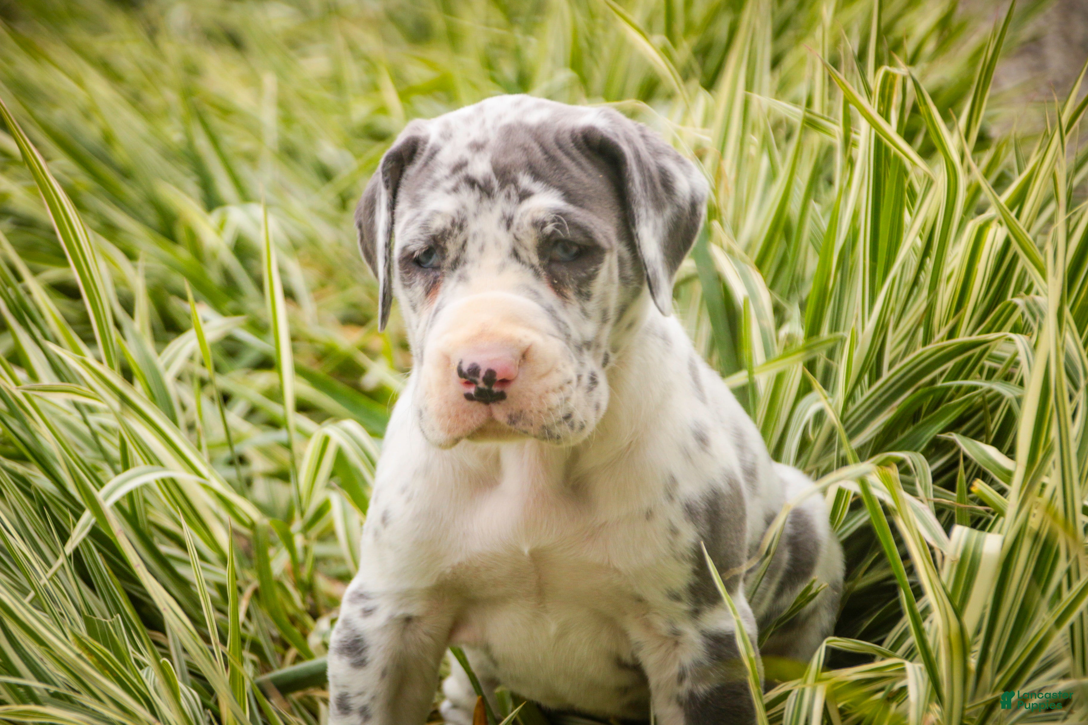 Great Dane dogs Stella - Ad 2