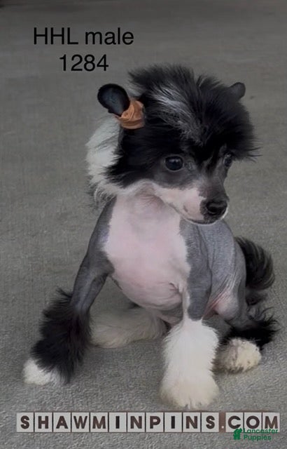 Chinese Crested dogs HHL male - Ad 1
