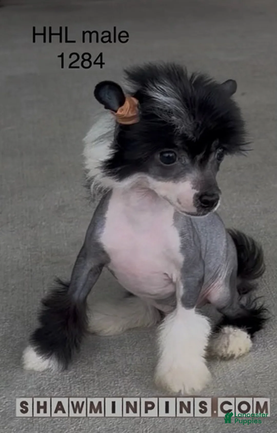 Chinese Crested dogs for sale: HHL male - Ad 4