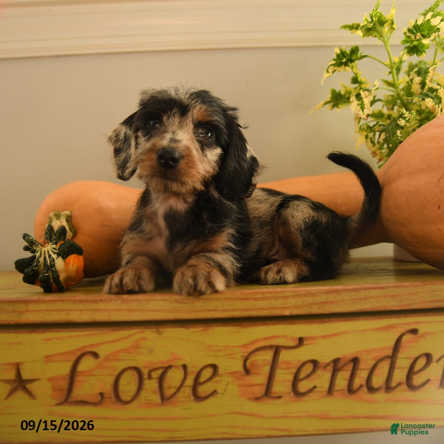 Doxiepoo dogs for sale: Autumn - Ad 2