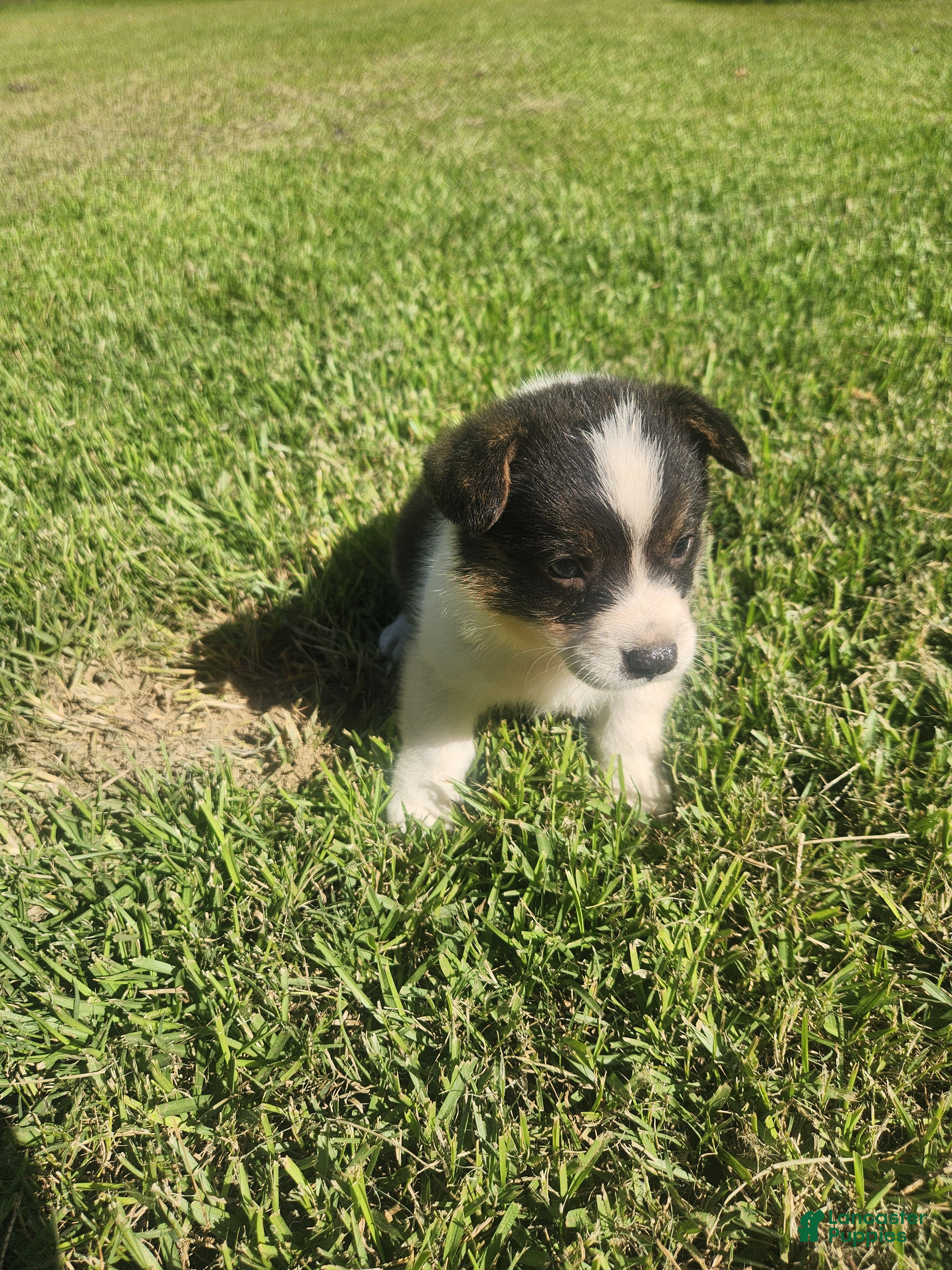American Corgi dogs American Corgi 2 - Ad 17