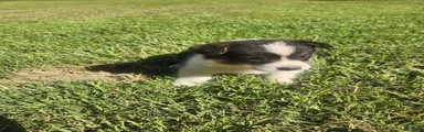 American Corgi 2