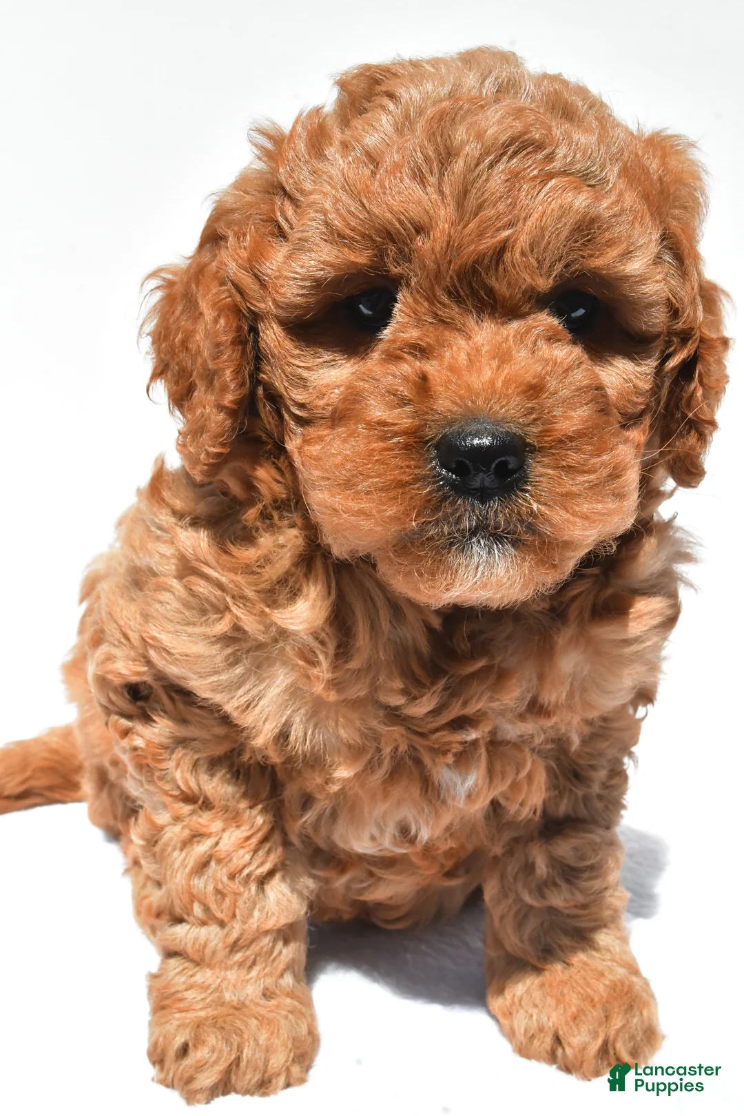 Mini Goldendoodle dogs for sale: Ellie - Ad 2