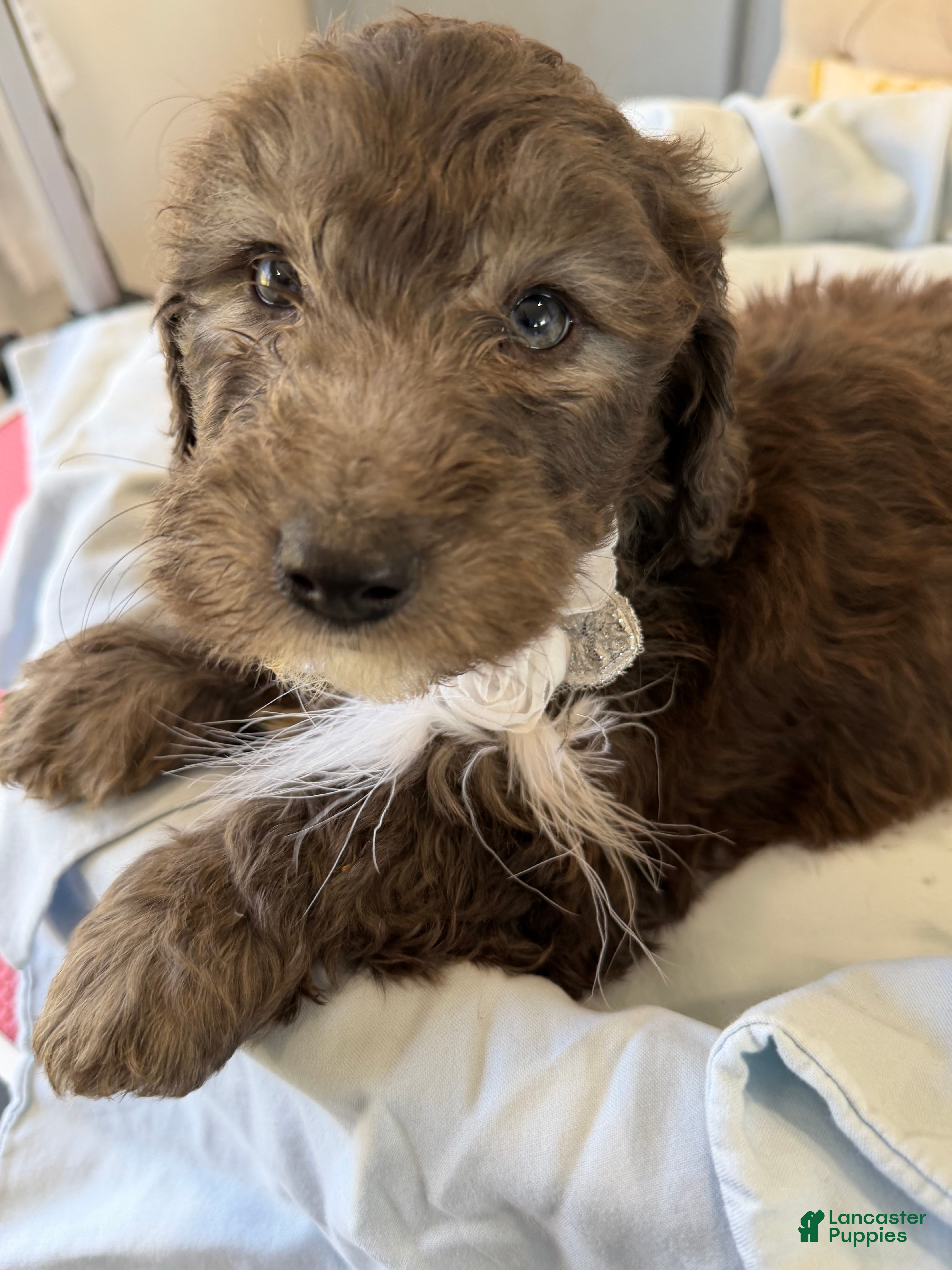 Sheepadoodle dogs Jojo - Ad 7