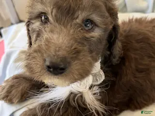 Sheepadoodle dogs Jojo - Ad 7