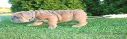 English Bulldog dogs for sale: Debbi - Ad 4