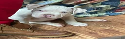 American Bully dogs for sale: American Bully Puppy 5 - Ad 2