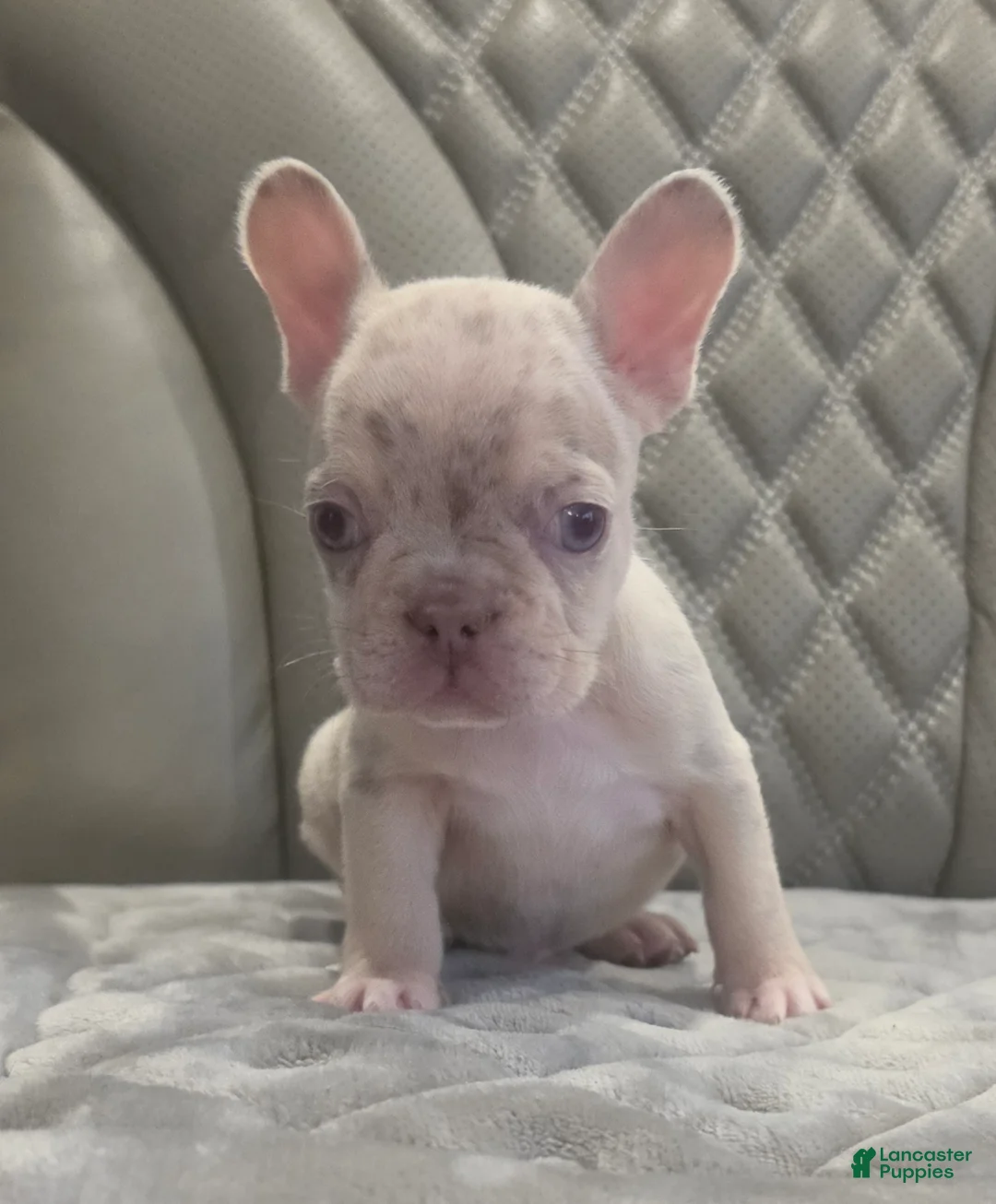 French Bulldog dogs for sale: French Bulldog 2 - Ad 2