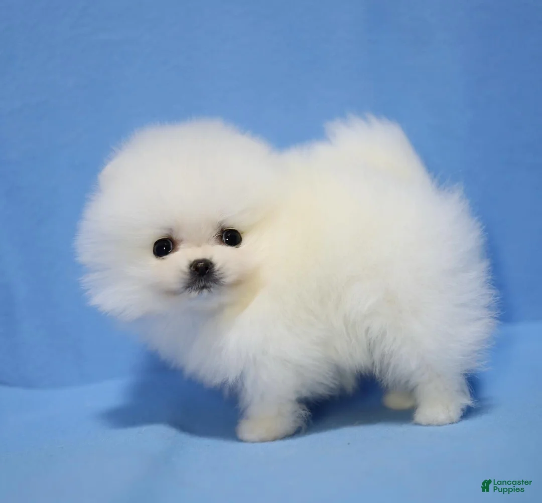 Pomeranian dogs for sale: Terry - Ad 1