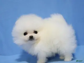 Pomeranian dogs Terry - Ad 40