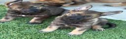 German Shepherd dogs for sale: German Shepherd 2 female  - Ad 3