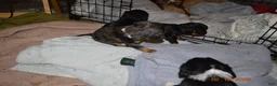 Cavalier King Charles Spaniel dogs for sale: Cavalier King Charles Spaniel Puppy 1 - HUEY - Ad 23