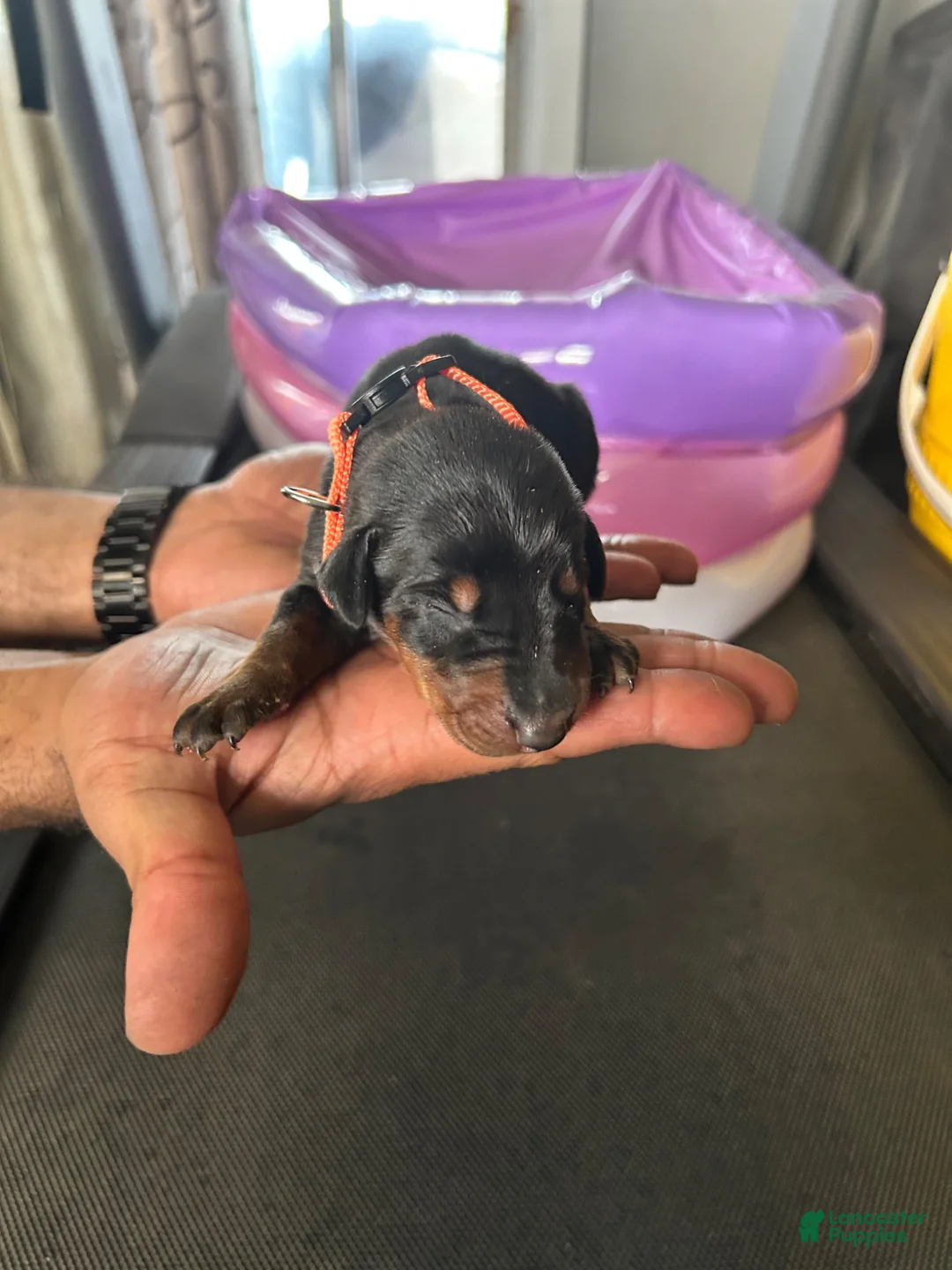 Doberman Pinscher dogs for sale: Orange Collar - Ad 1