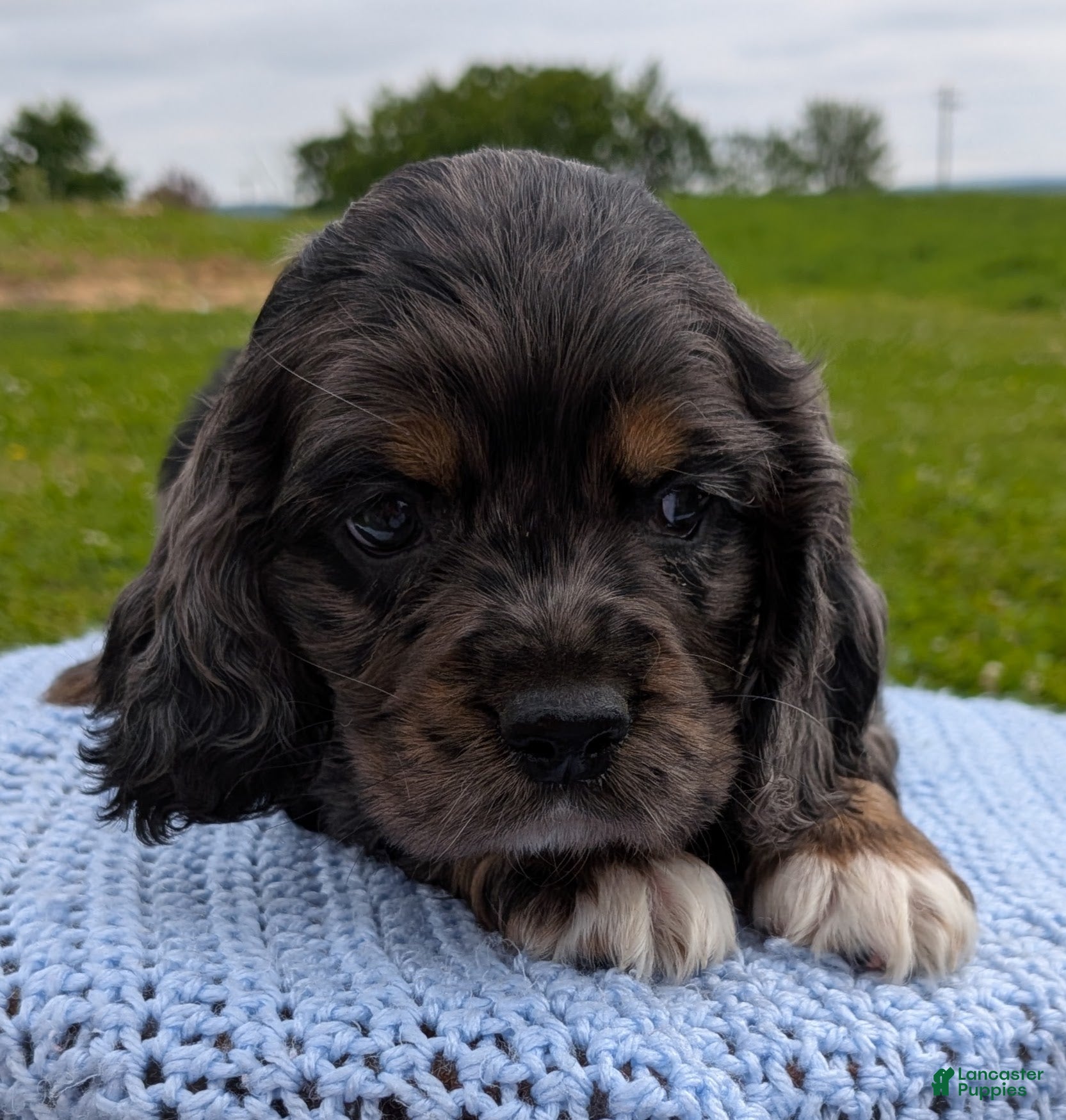 Cocker Spaniel dogs Yukon - Ad 2