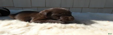 Labrador Retriever 2 Lila