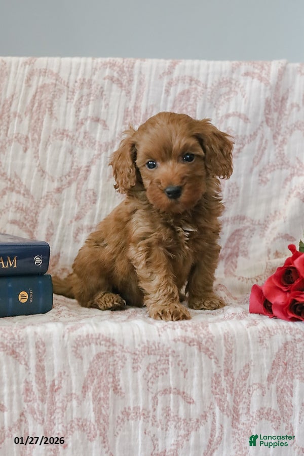 Cockapoo dogs Johnny - Ad 7