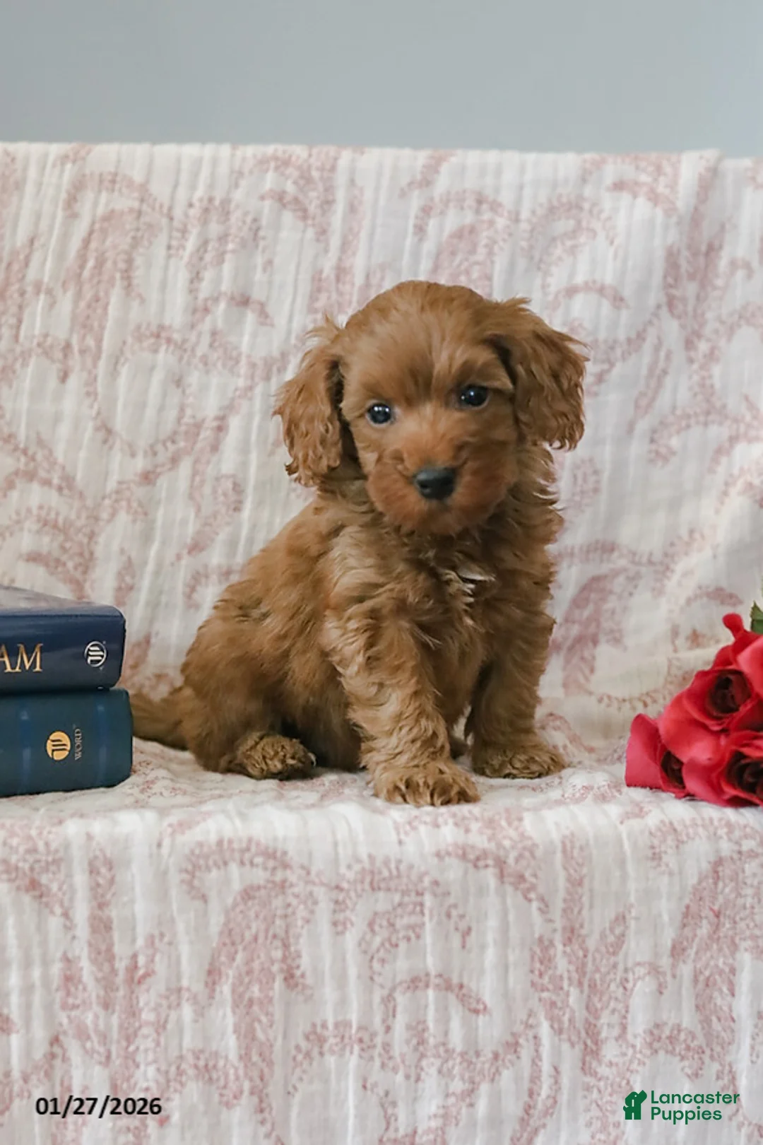 Cockapoo dogs for sale: Johnny - Ad 1