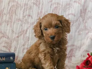 Cockapoo dogs Johnny - Ad 7