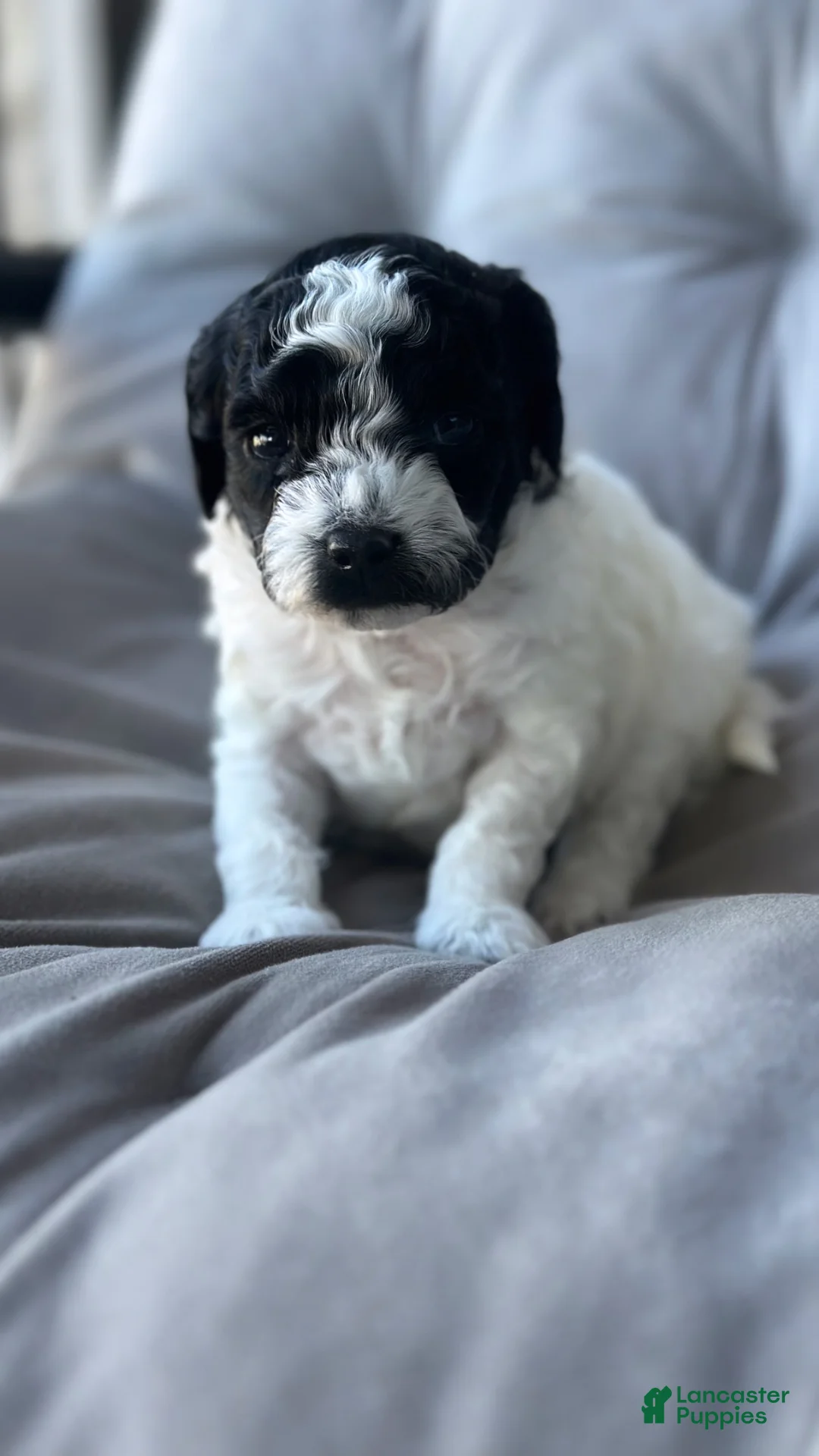 Toy Poodle dogs for sale: Storm - Ad 2