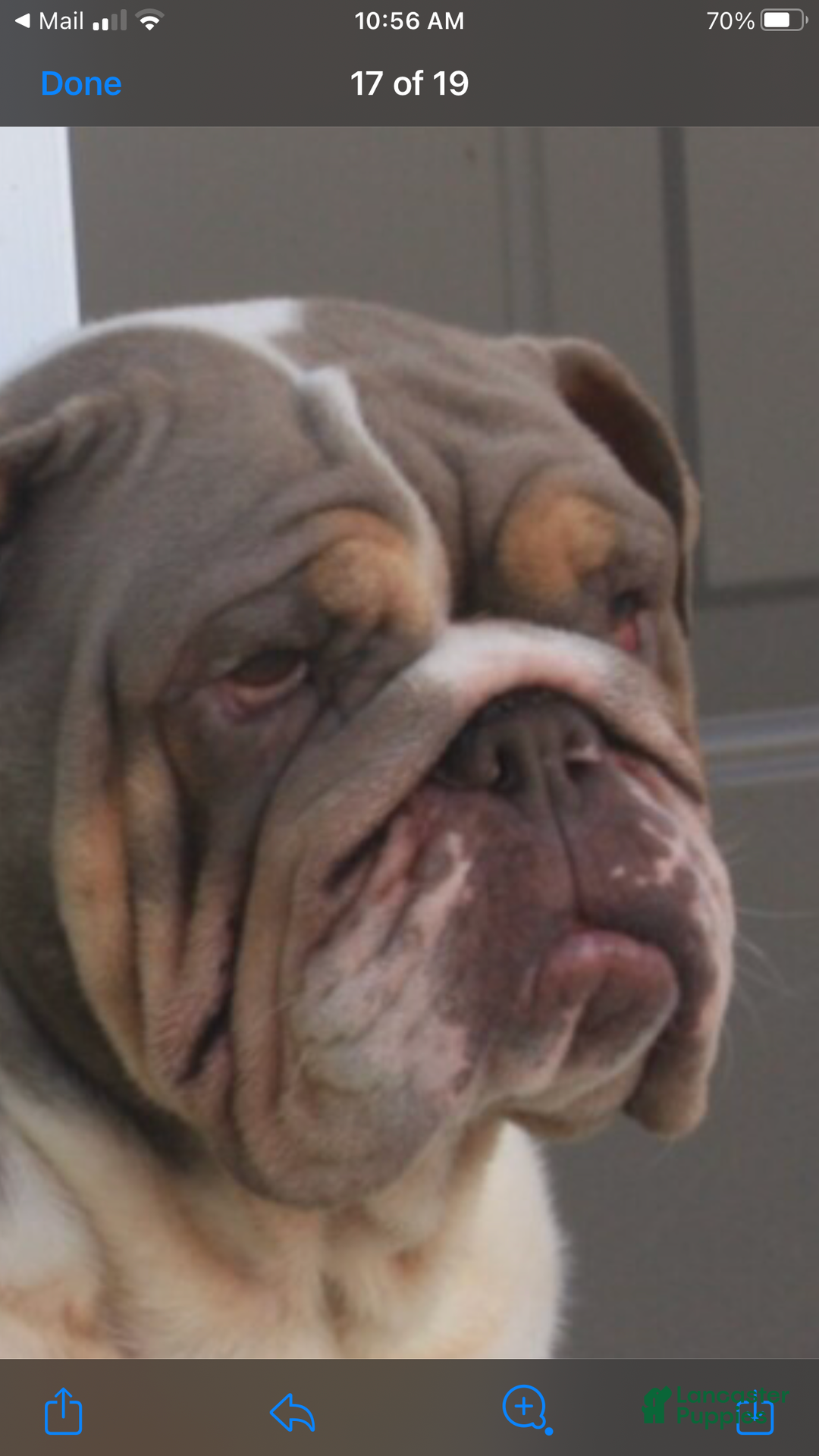 English Bulldog dogs for sale: Petunia - Ad 9