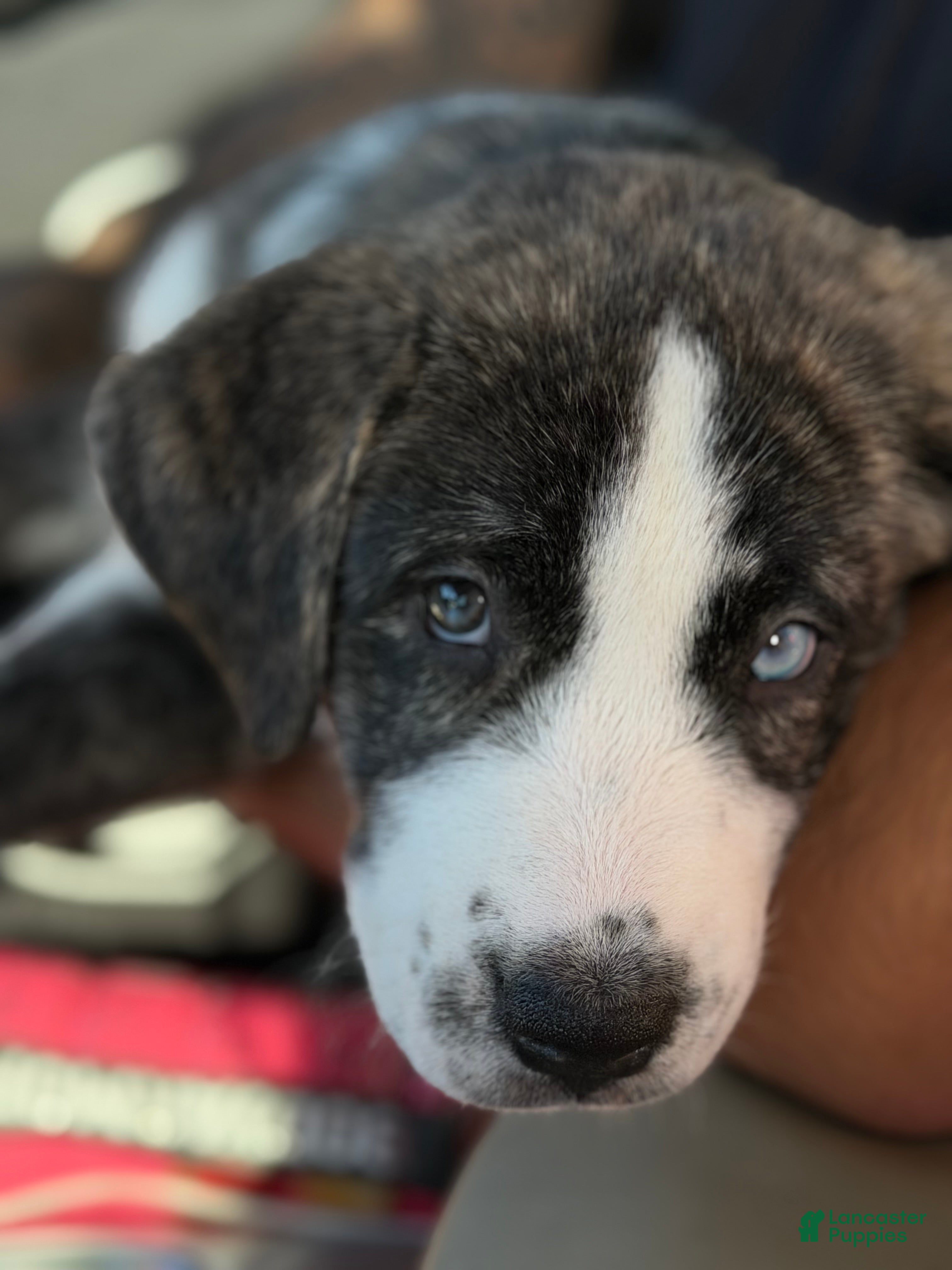 Mixed Breed dogs Mixed Breed 2 - Ad 38