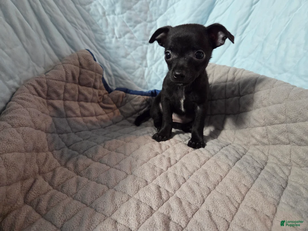 Chihuahua dogs for sale: Chihuahua 4 - Ad 1
