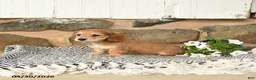 Miniature Dachshund dogs for sale: Karla - Ad 4