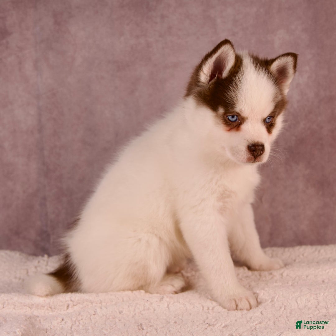 Pomsky dogs for sale: AJay - Ad 21