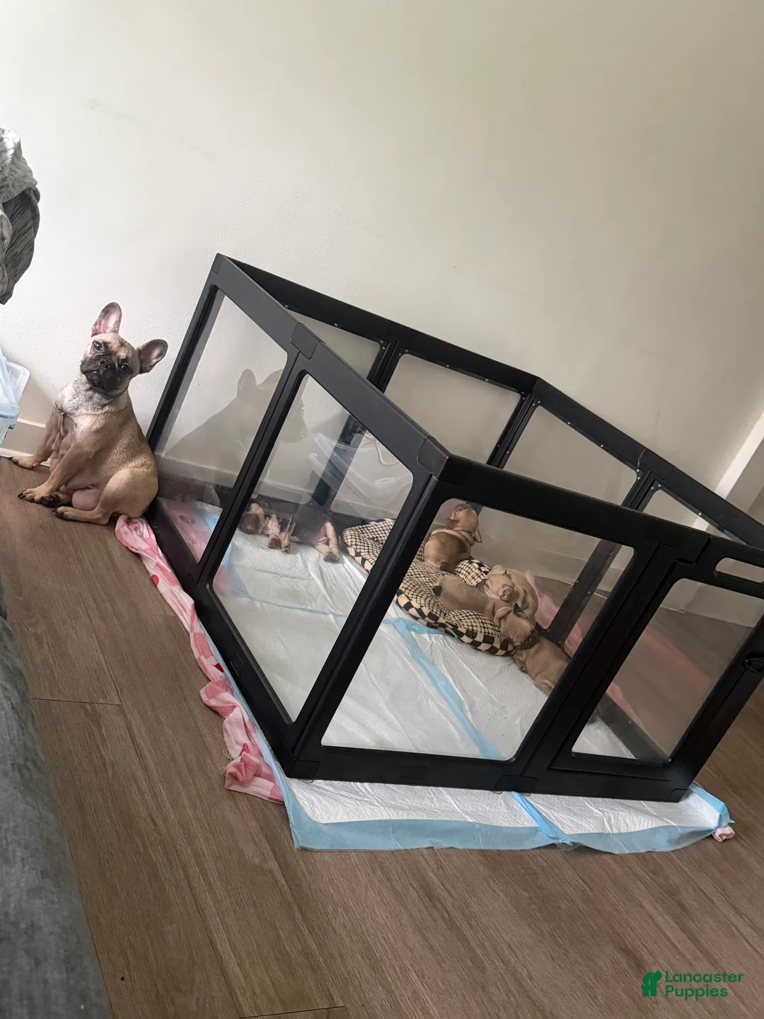 French Bulldog dogs for sale: HRLM - Ad 2