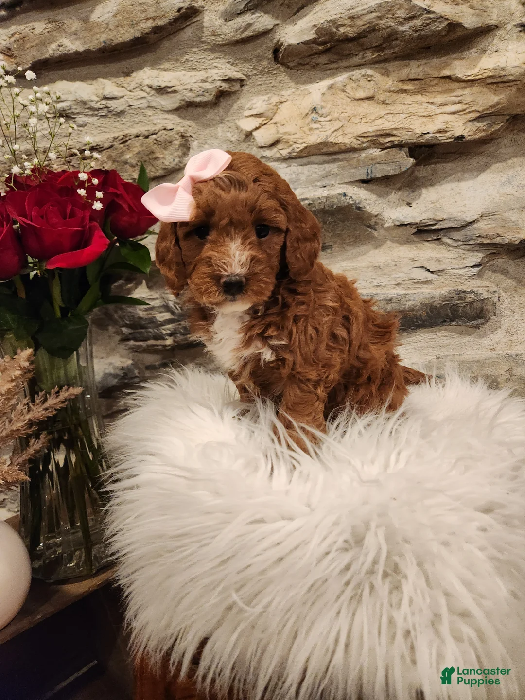 Mini Bernedoodle dogs for sale: CANDY - MINI BERNEDOODLE LOVELY PUPPY (RICHLAND, PA) - F1BB - Ad 1