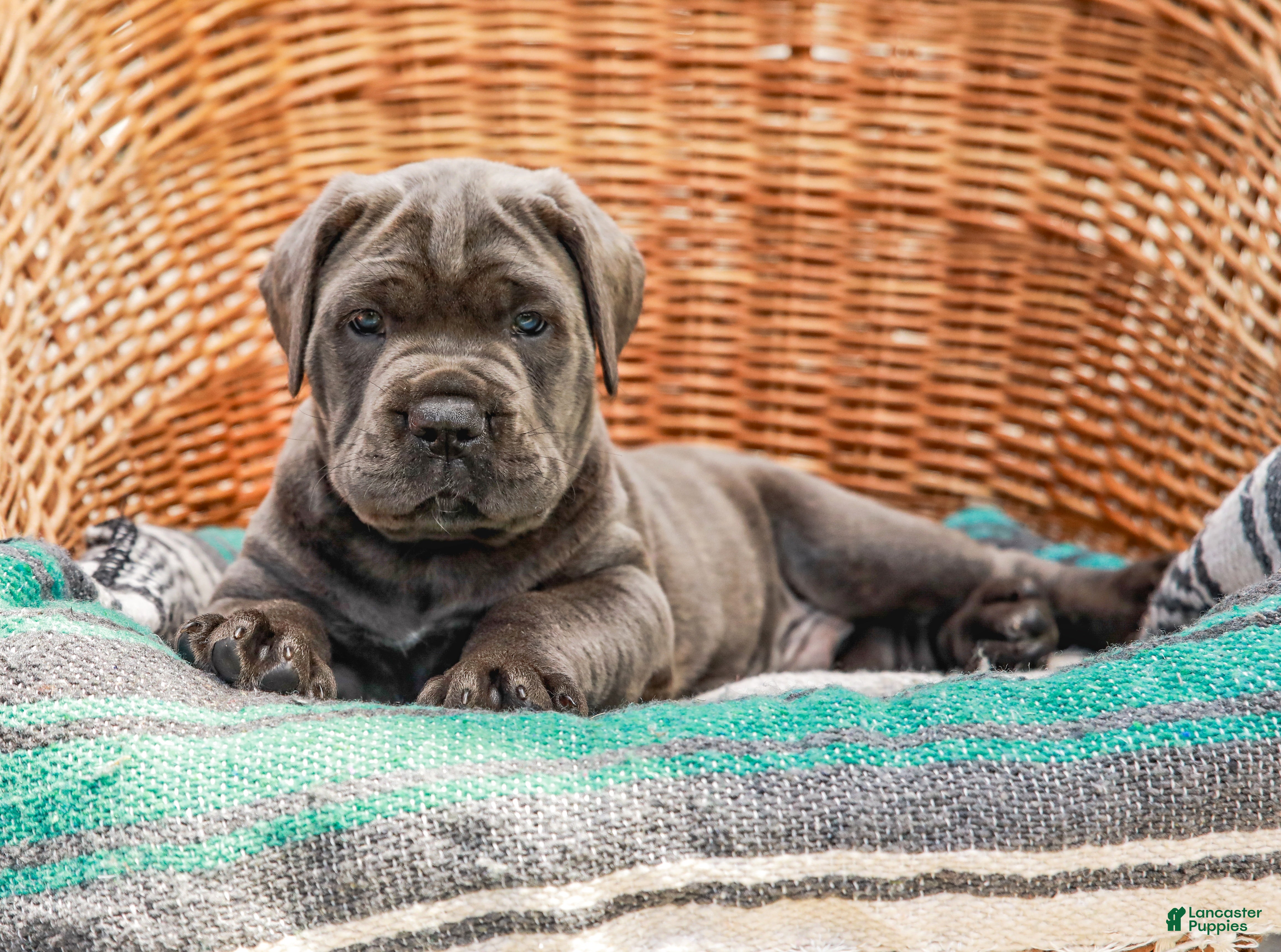 Cane Corso dogs Big Joe (Champion Bloodline) - Ad 2