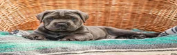Cane Corso dogs for sale: Big Joe (Champion Bloodline) - Ad 2
